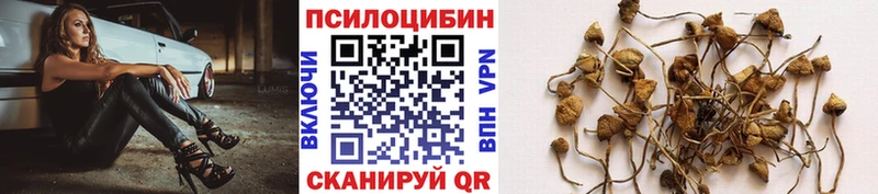 Псилоцибиновые грибы GOLDEN TEACHER  цены   Красный Кут 